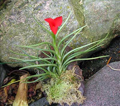 Tillandsia albertiana