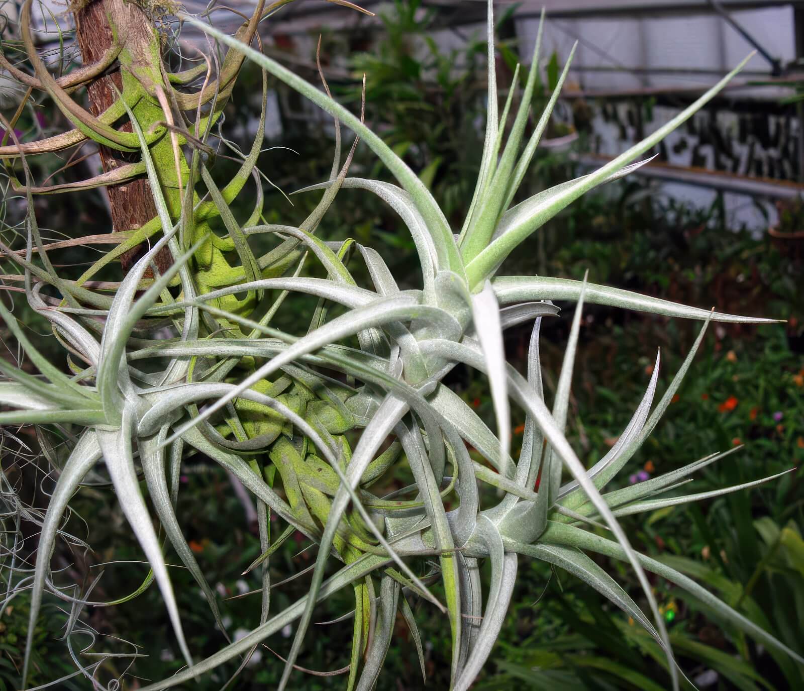 Tillandsia bergeri