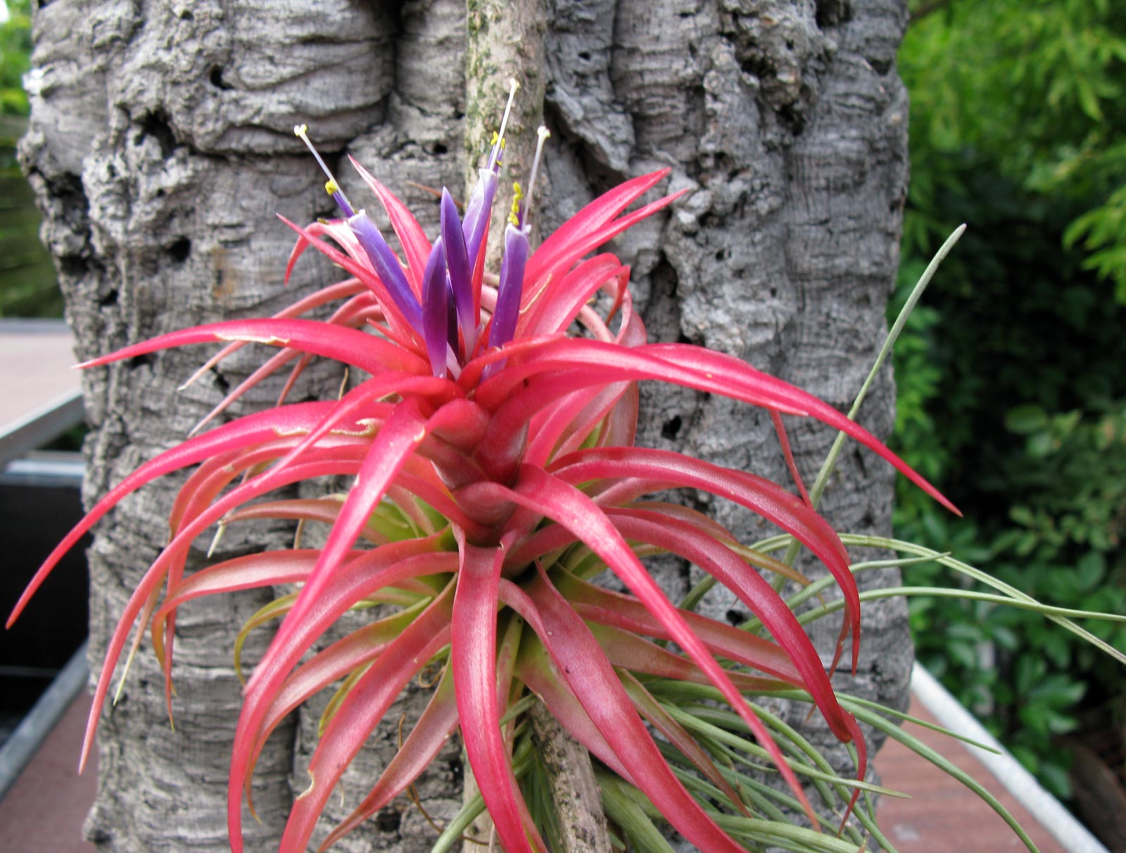 Tillandsia brachyocaulos