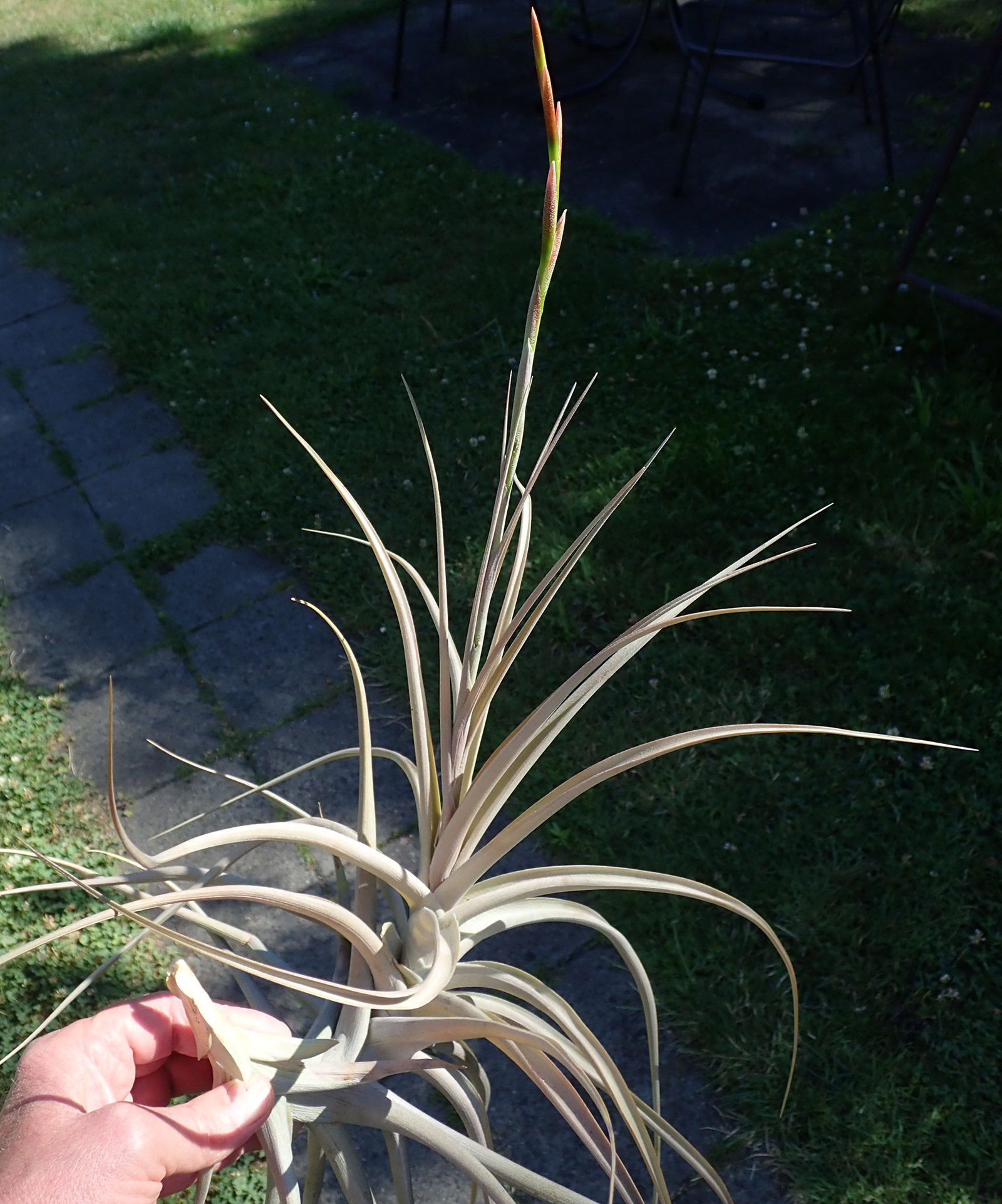 Tillandsia buchlohii