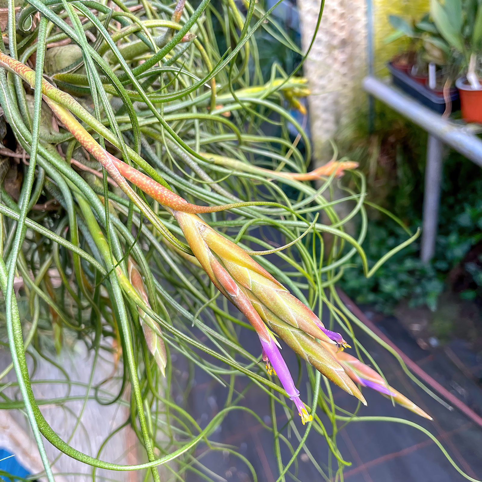 Tillandsia butzii
