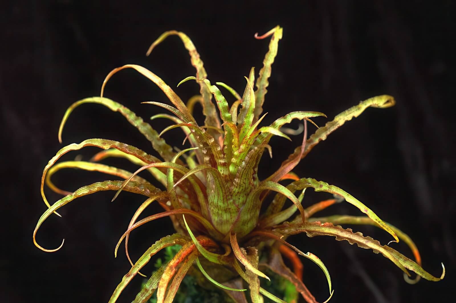Tillandsia crispa