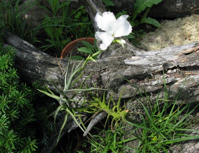 Tillandsia diaguitensis