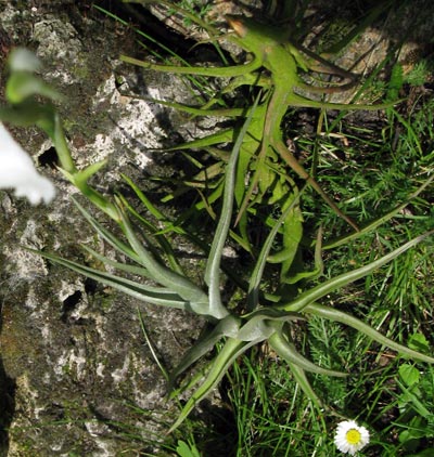 Tillandsia diaguitensis