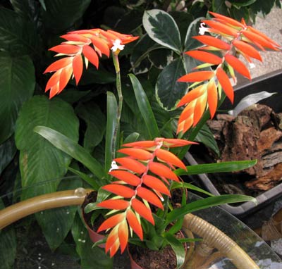Tillandsia dyeriana