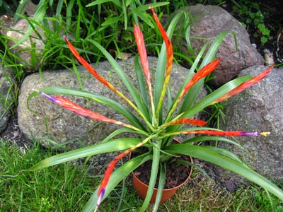 Tillandsia flabellata