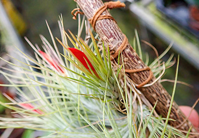 Tillandsia funkeana