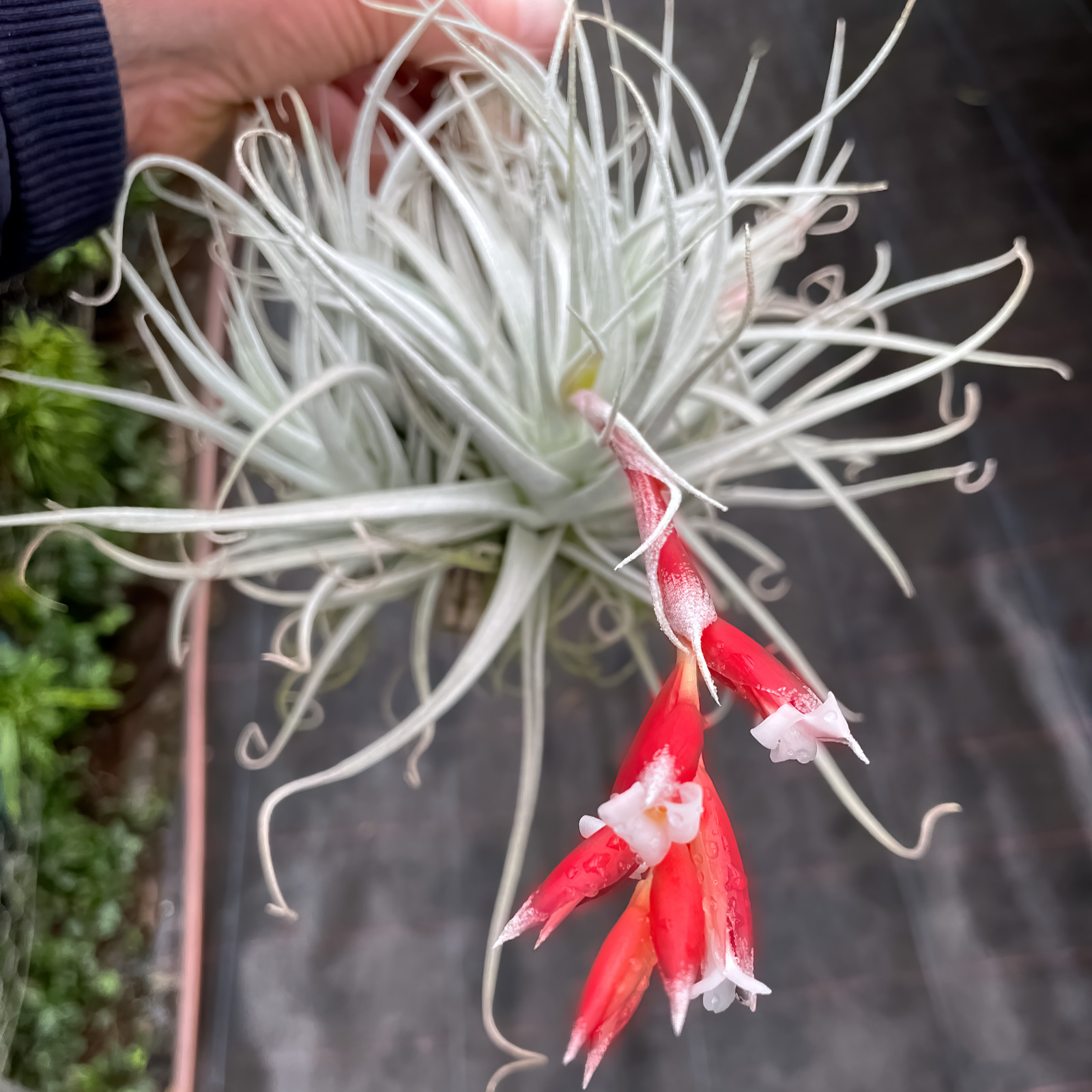 Tillandsia leonamiana