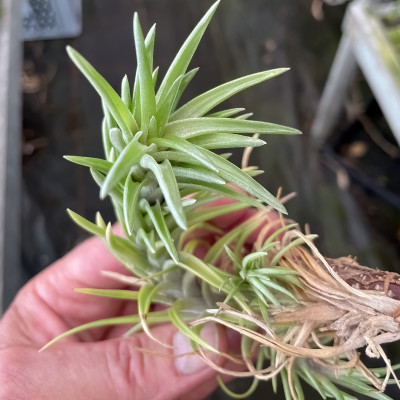 Tillandsia neglecta