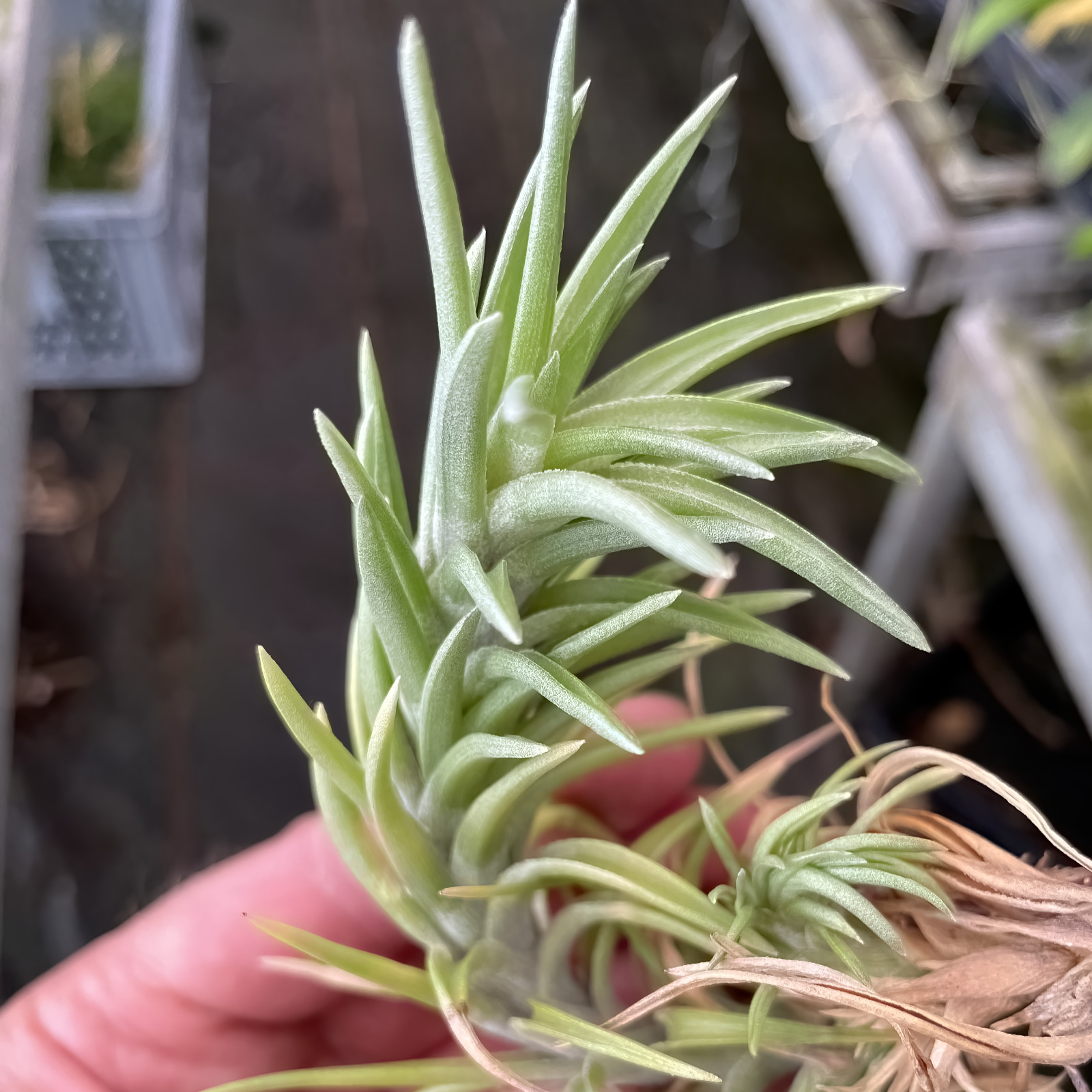 Tillandsia neglecta