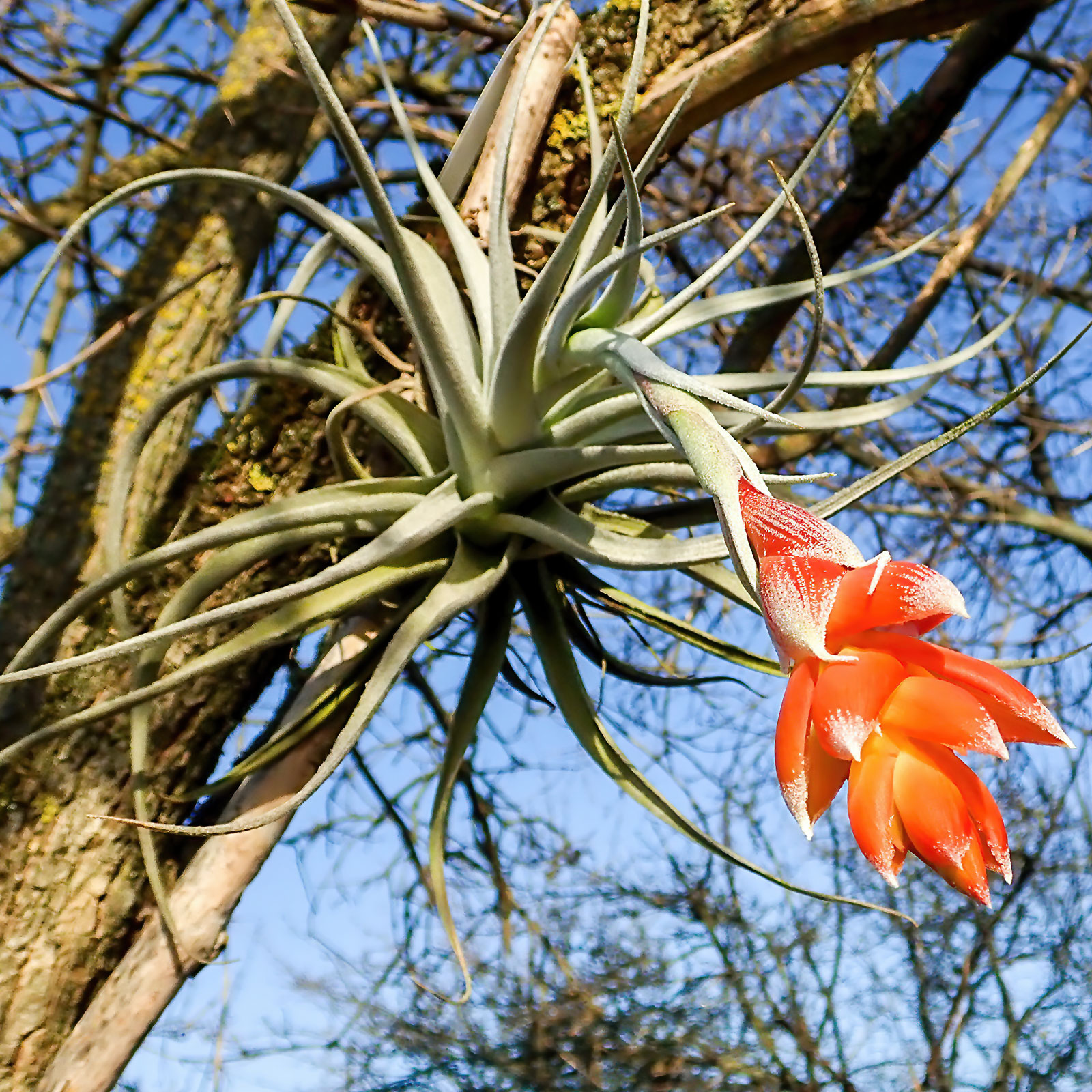 Buy Tillandsia recurvifolia — Großräschener Orchids