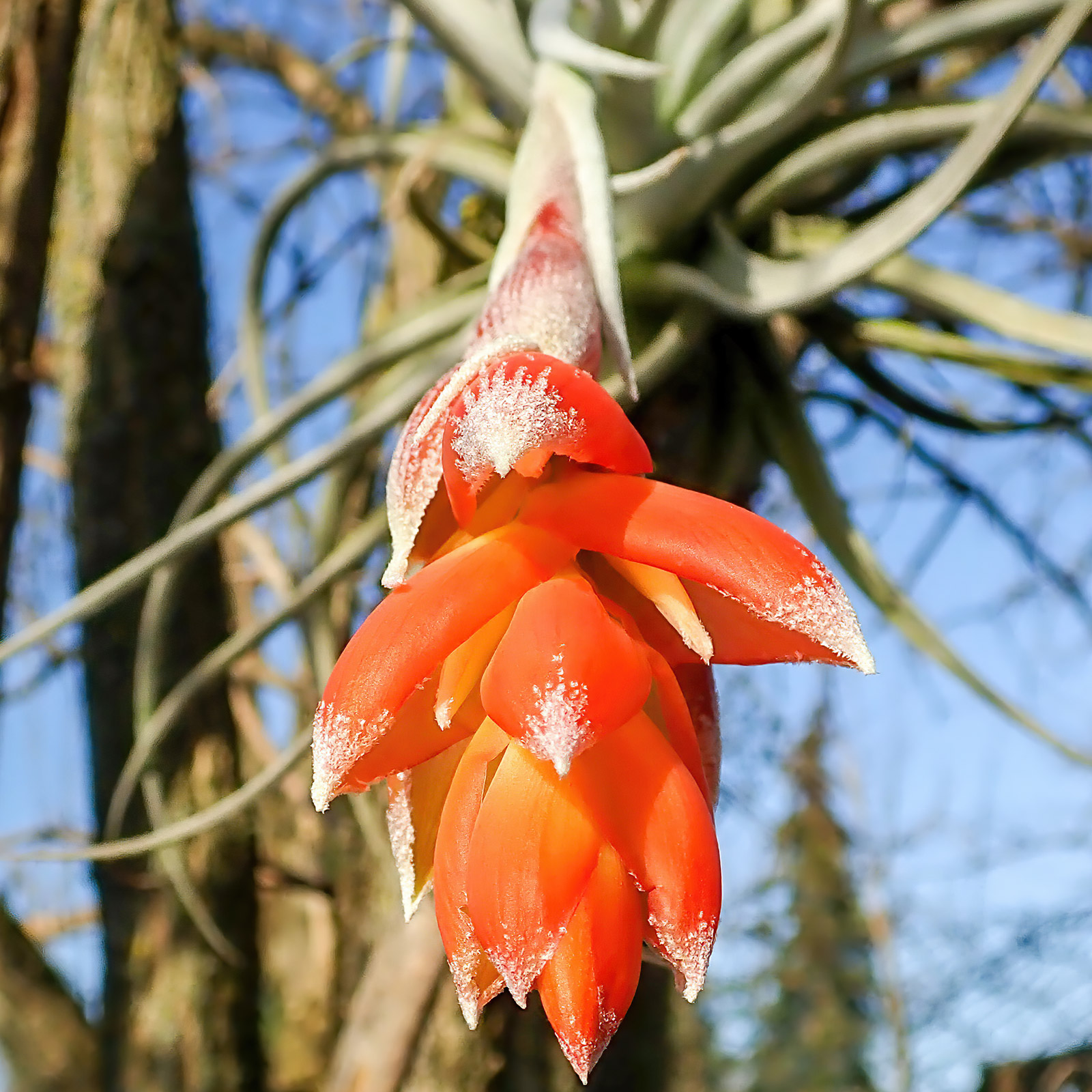 Buy Tillandsia recurvifolia — Großräschener Orchids