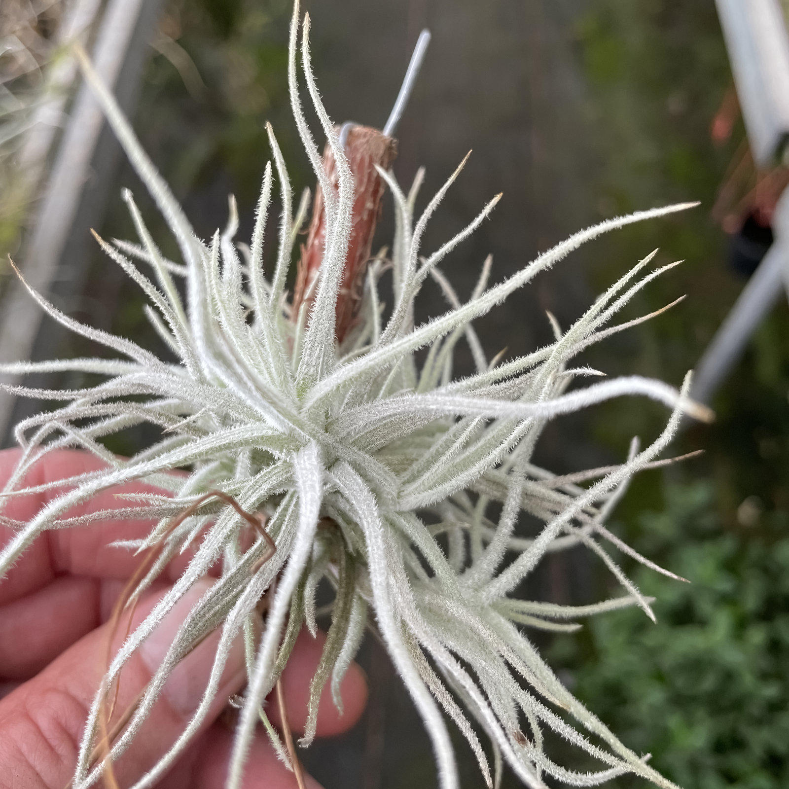 Tillandsia reichenbachii