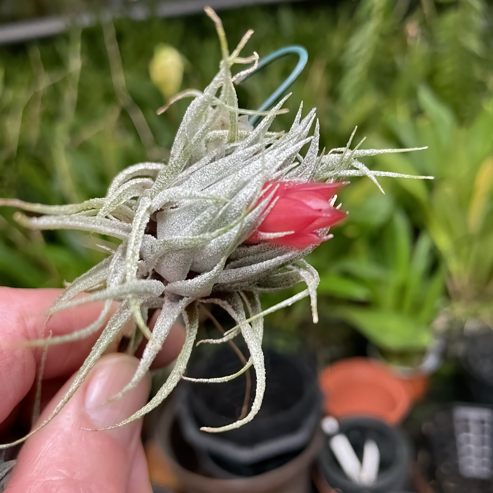 Tillandsia sprengeliana - Großräschener Orchids