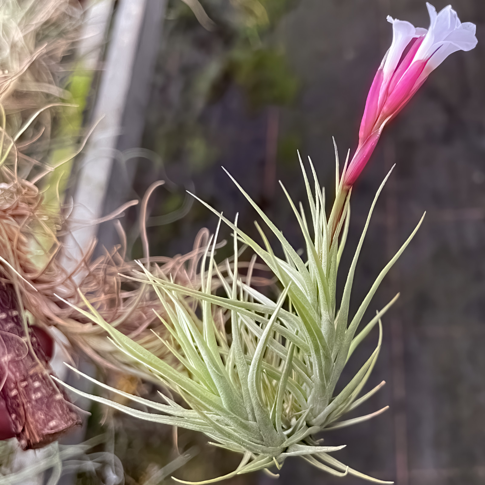 Tillandsia tenuifolia  länglicher Typ