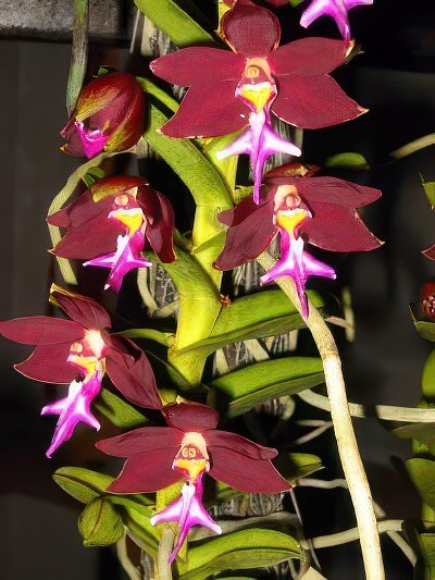 Trichoglottis philippinensis brachiata