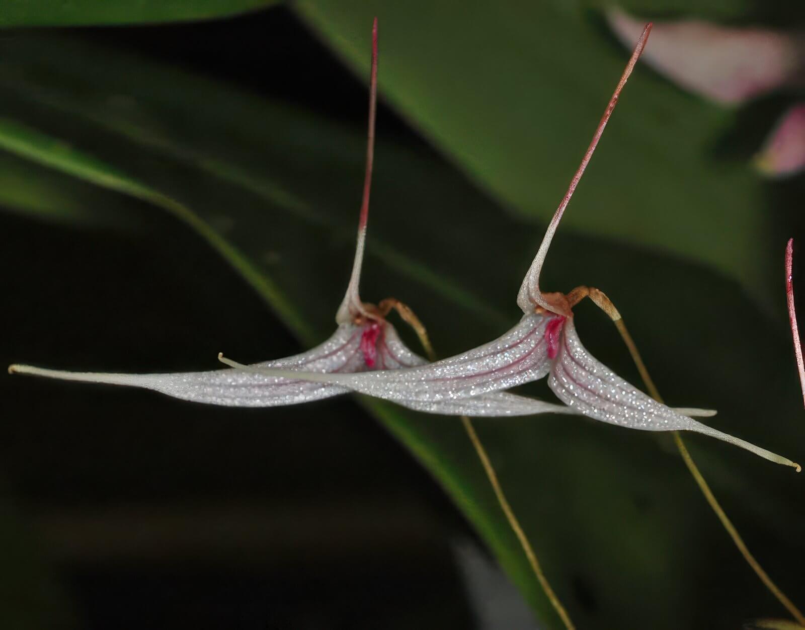 Trisetella hoeijeri