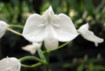 Utricularia alpina(Karnivoren)