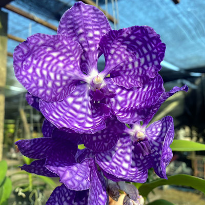 Vanda coerulea wybrani rodzice