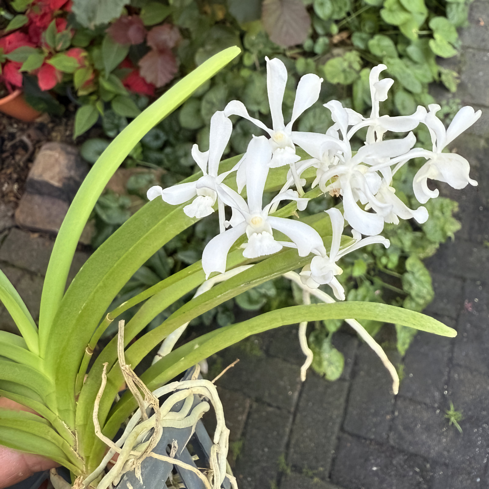 Vanda coerulescens alba