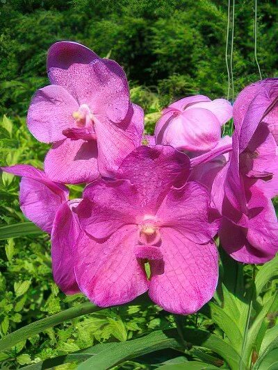 Vanda Fuchs Delight '32 Flower'