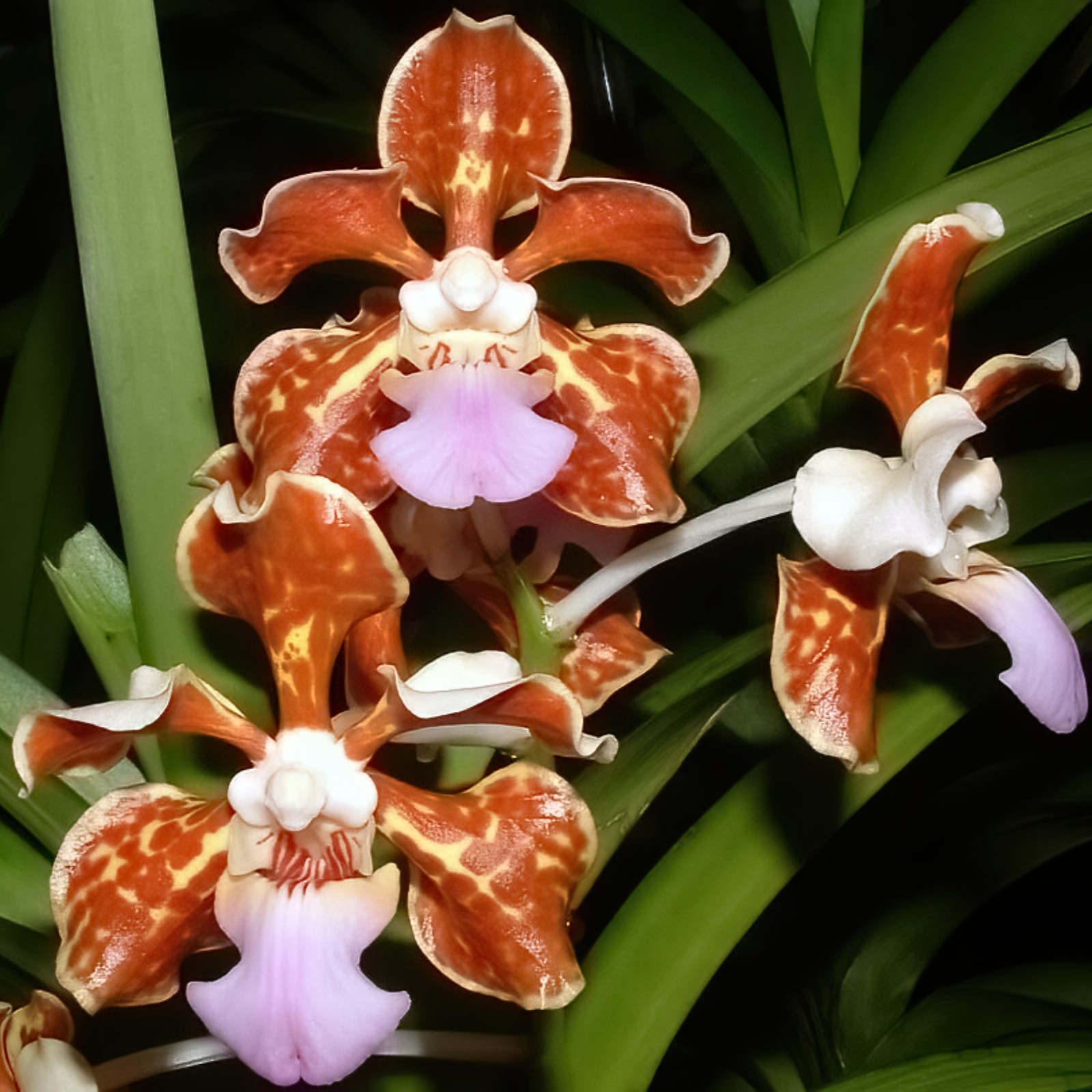 Vanda limbata