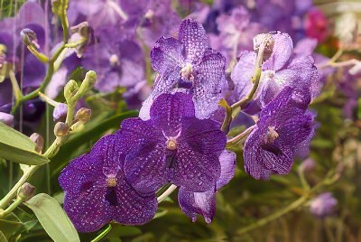 Vanda Manuvadee 'fcc'