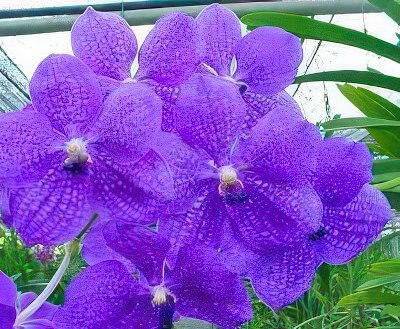 Vanda Manuvadee