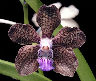Vanda Mimi Palmer x V. merilli