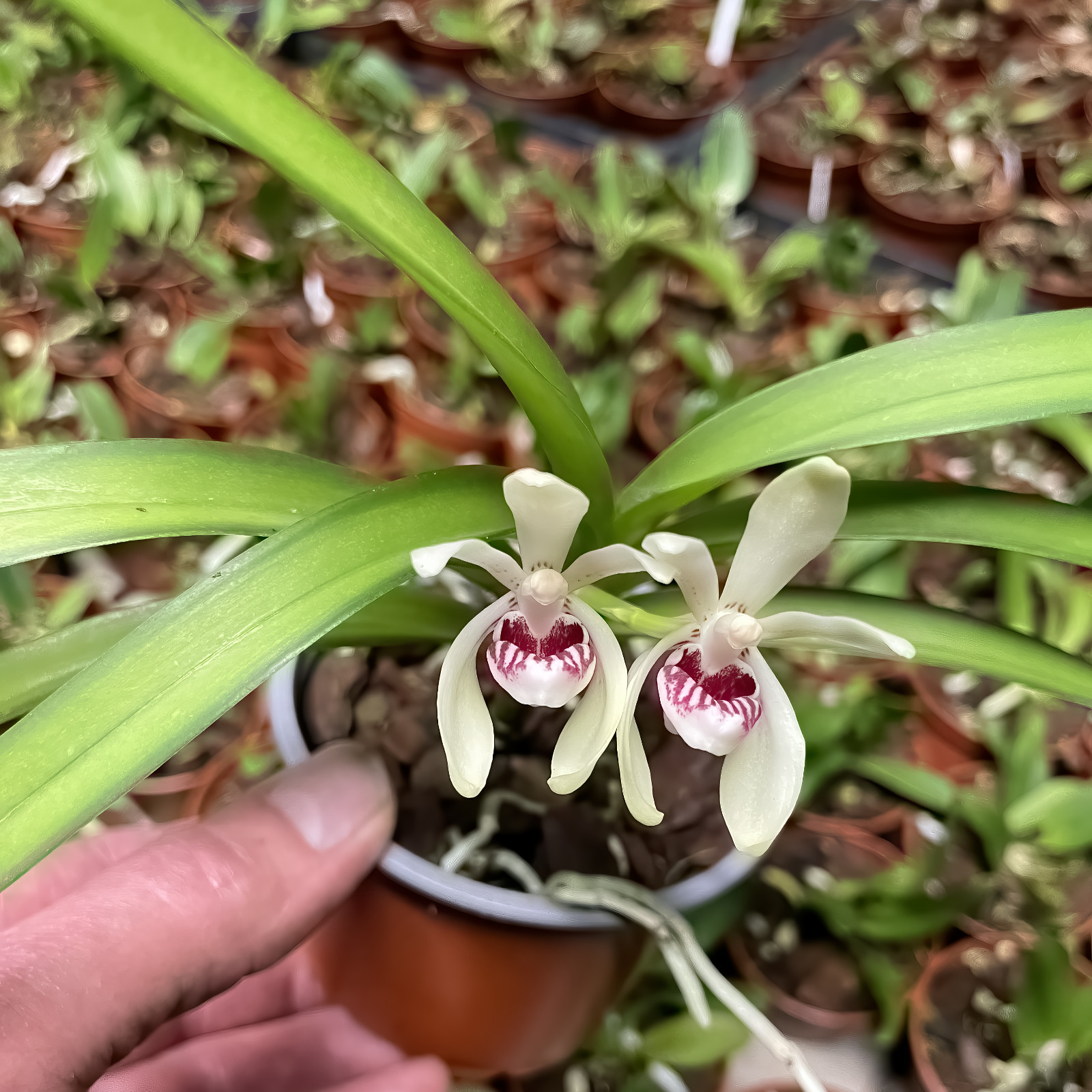 Vanda pumila