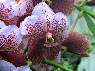 Vanda sandereana,