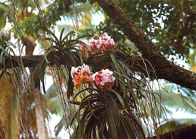 Vanda sandereana,