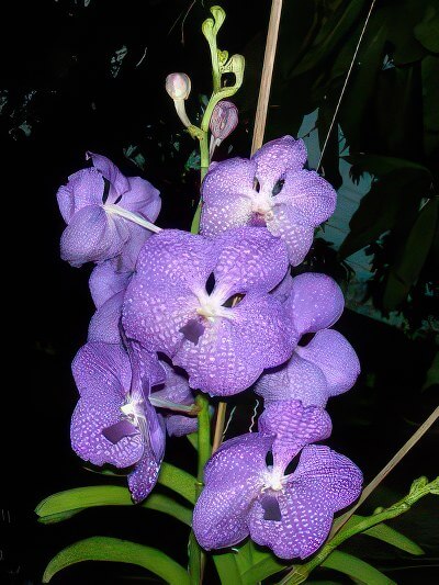 Vanda Tailor Blue