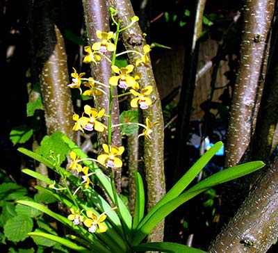 Vanda testacea