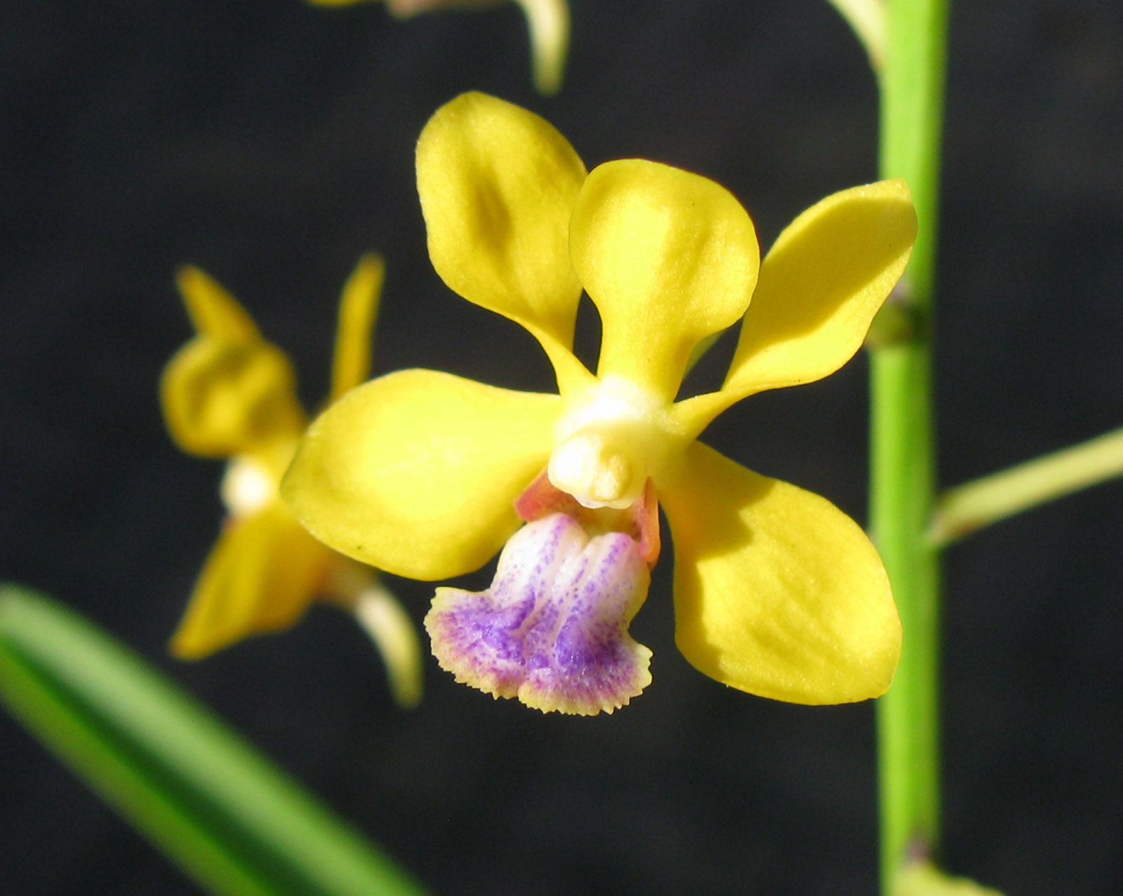 Vanda testacea