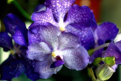 Vanda Tokyo Blue #1