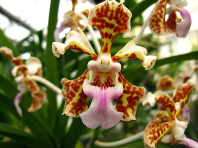 Vanda tricolor