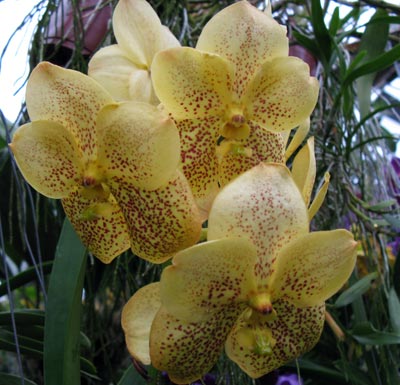 Vanda Varut Leopard