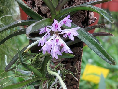 Vanda nana  (Ascocentropsis pusilla)