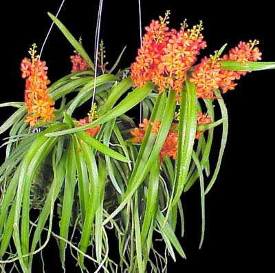 Ascocentrum curvifolium