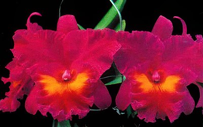 Blc. King of Taiwan 'ORCHIS'