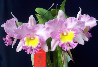 Blc. Mahina Yahiro 'Ulii'