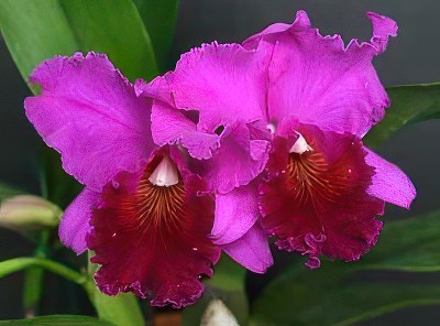 Blc. Mem. Crispin Rosales 'Victory' AM/OSROC