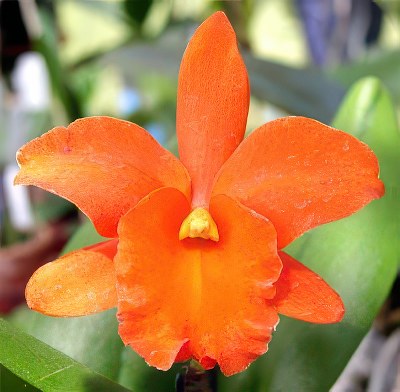 Blc. Orange Show 'Cloud Forest'