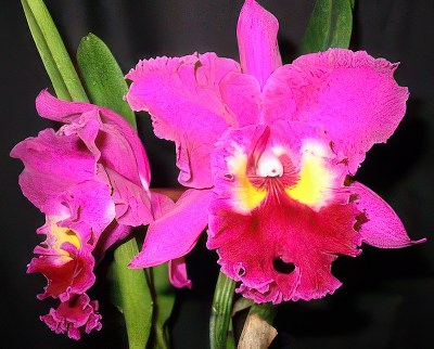 Blc. Sweet Anniversary 'Yellow Eye'