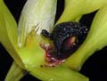 Bulbophyllum carunculatum