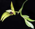 Bulbophyllum carunculatum