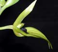 Bulbophyllum carunculatum