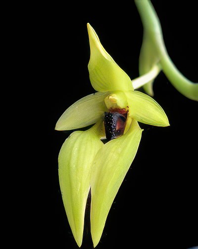 Bulbophyllum carunculatum