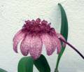 Bulbophyllum eberhardtii